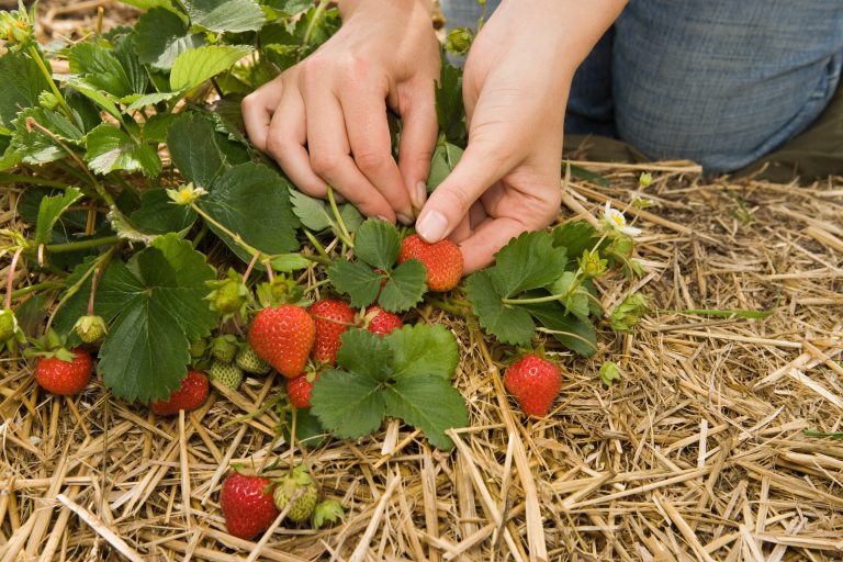 Woman picking strawberries