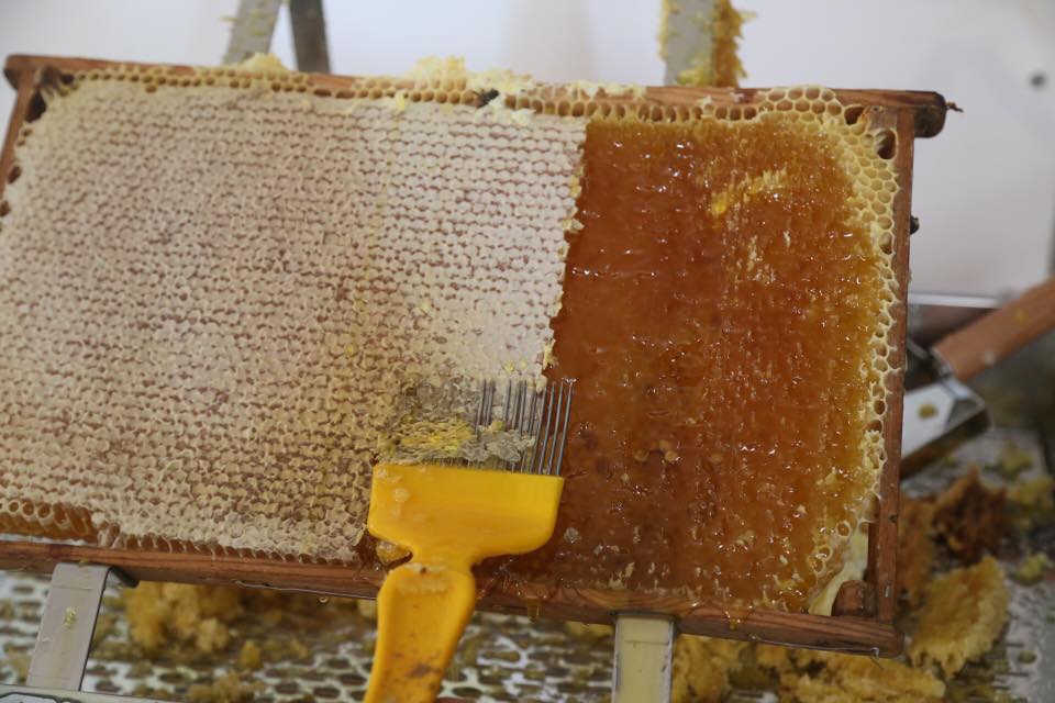 vendia honning
