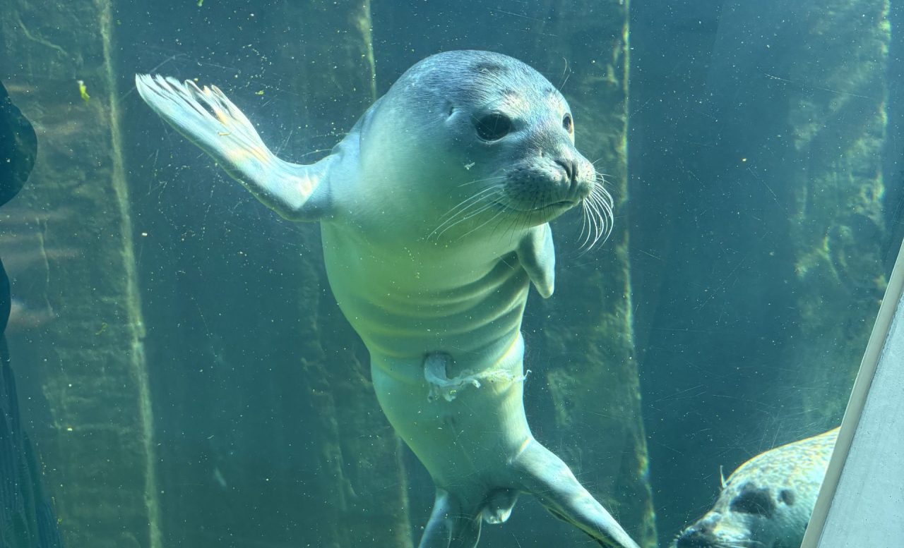 nordsøen oc Pressemeddelelse, Ny sælunge på Nordsøen Oceanarium (3)